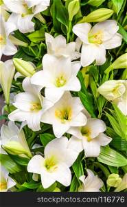 White lily flower in the garden