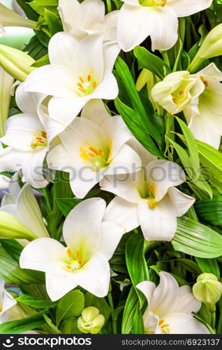 White lily flower in the garden