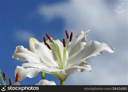 White lily flower look on the sun and blue sky