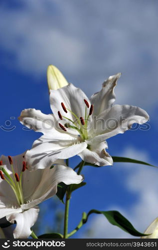 White lily flower look on the sun and blue sky