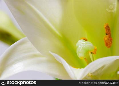 White lily flower macro abstract