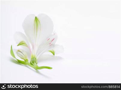 White lily flower on light background