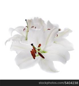 White lily flowers isolated on white background