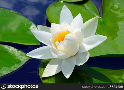 White lily in the blue water of the lake among the green leaves