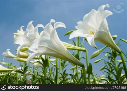 White lily in the field