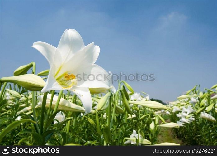 White lily in the field