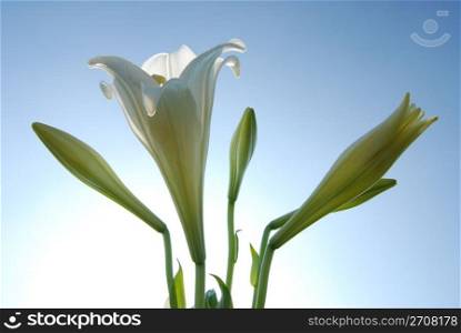 White lily in the field under blue sky