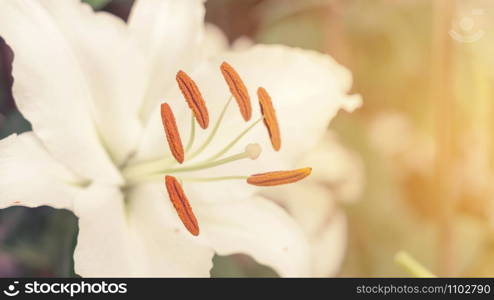 white lily in the garden, vintage color.