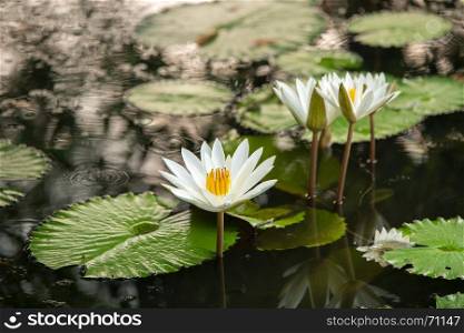 white lily in the pond