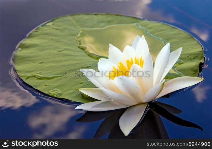 White lily in water on the lake