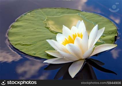 White lily in water on the lake