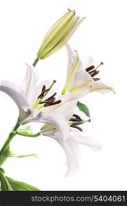 White lily isolated on a white background