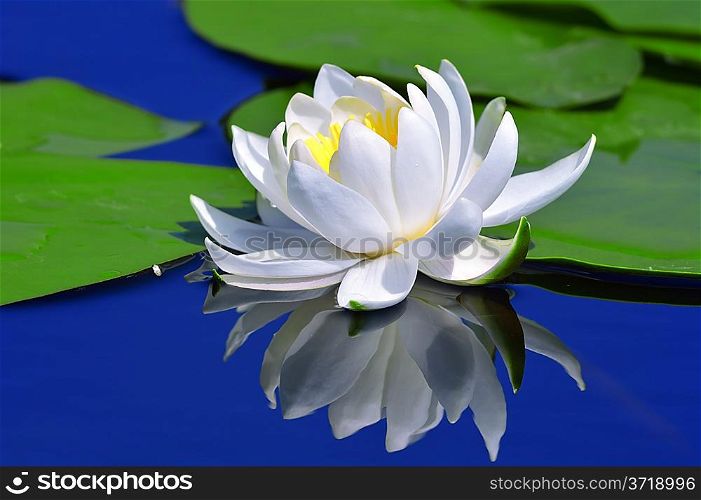 White lily on a lake against a blue water and green leaves