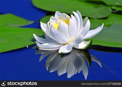 White lily on a lake against a blue water and green leaves