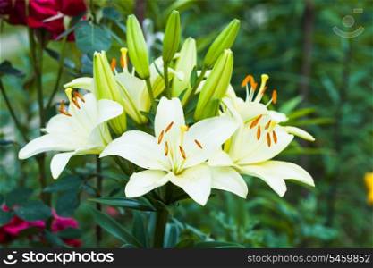 White lily on the flowerbed, close up