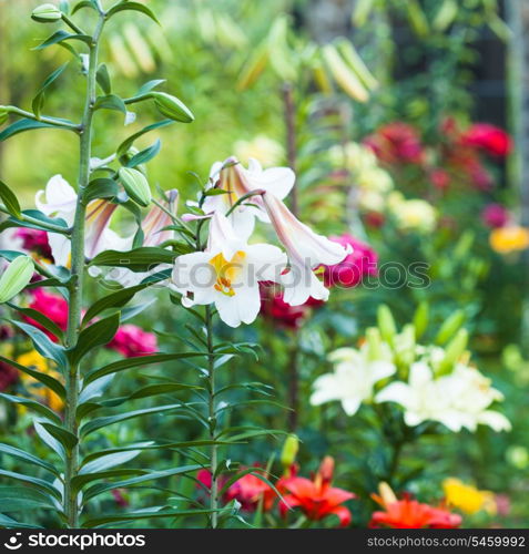 White lily on the flowerbed, close up