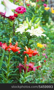 White lily on the flowerbed, close up