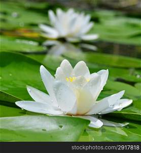 White lily on the lake among a green leaves