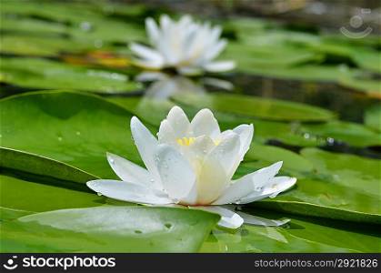 White lily on the lake among a green leaves