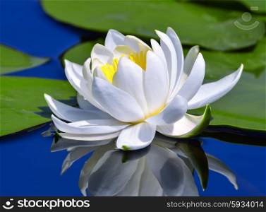 White lily on the lake among green leaves