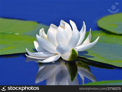 White lily on the lake among the green leaves against a blue water