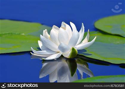 White lily on the lake among the green leaves against a blue water