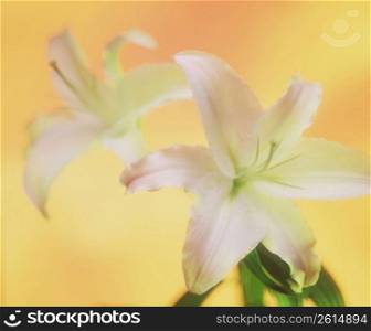 White lily with yellow and orange background