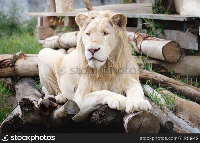 White lion lying on a wooden stretcher,Looking forward, A small wooden hut in the zoo.