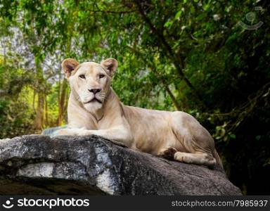 White Lion. portrait of lioness. Lioness lying on rock