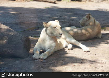 White lion resting in the shade at the zoo