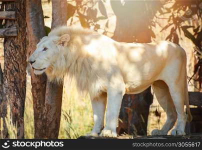 White lion standing safari in the national park / king of the Wild