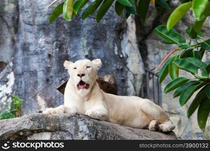 white liones. Lion