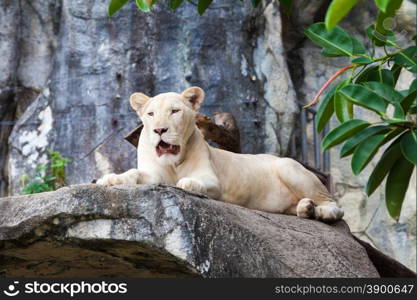 white liones. Lion