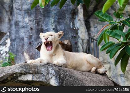 white liones. Lion