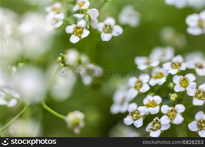 White little flowers. Background of many pretty small flowers blooming in a garden