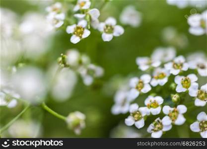 White little flowers. Background of many pretty small flowers blooming in a garden