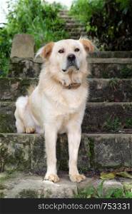 White long hair male dog sit on step and look in front for watch home, pet on old stone stairs on day