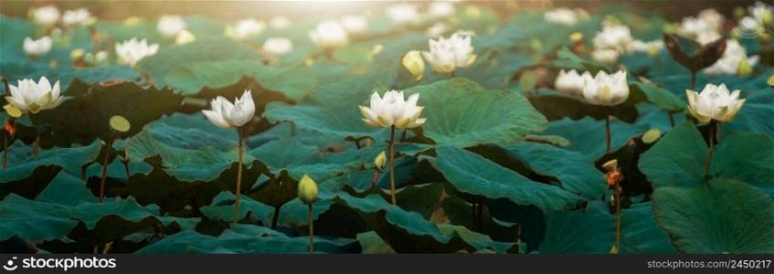 white lotus and green leaf background
