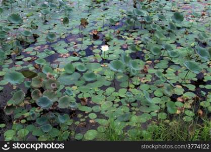 White lotus and green leaves in the pond in Sri Lanka