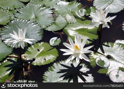 White lotus and green leaves on the kale in Fiji