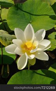 White Lotus flowers in a pond . Lotus flowers in a pond