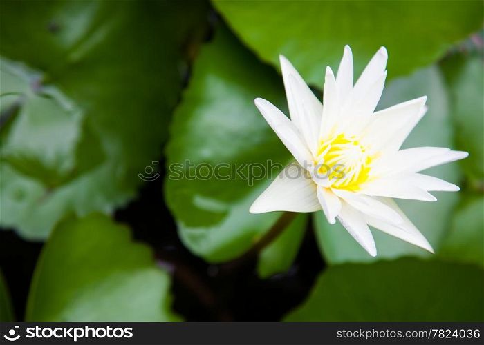 White lotus water lily in full bloom in a pond.