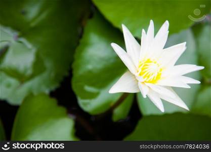 White lotus water lily in full bloom in a pond.