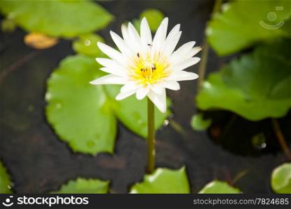White Lotus with bee to find the nectar of the lotus in full bloom.