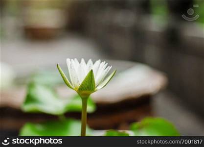 White Lotus with nature in the garden.