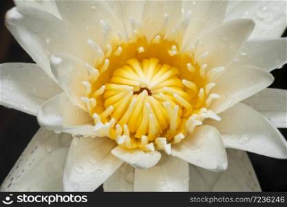 White lotus with yellow pollen macro view,Close up beautiful white lotus.