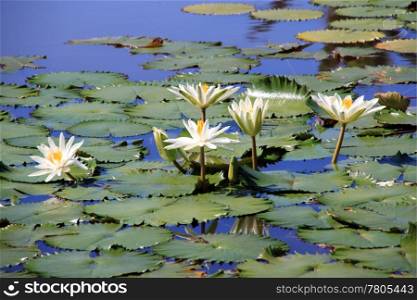 White lotuses and green leaves on the surface of lakre in Fiji