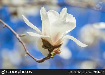 White magnolia blooms in the spring garden