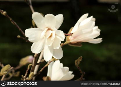 White magnolia blossom in summer on a green background (Magnolia virginiana)