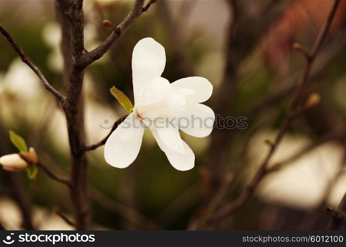 white magnolia blossoms floral natural background.
